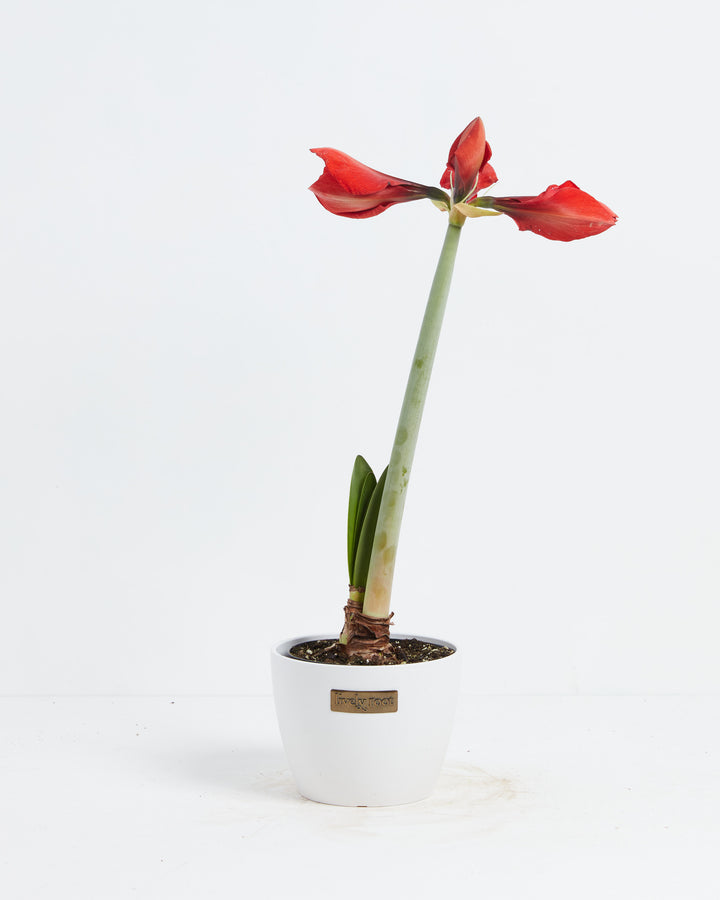 Voluptuous Lion Red Rare Premium Amaryllis, Lively Root, Plant, , , , 
