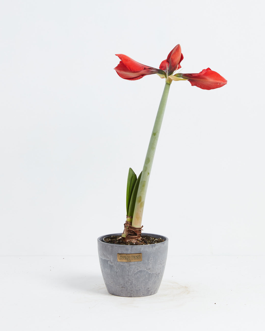 Voluptuous Lion Red Rare Premium Amaryllis, Lively Root, Plant, , , , 