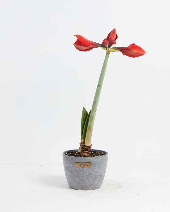 Voluptuous Lion Red Rare Premium Amaryllis, Lively Root, Plant, , , , 