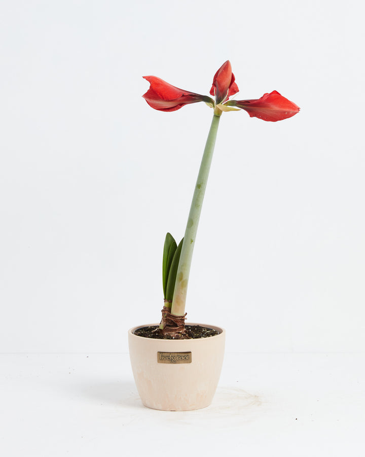 Voluptuous Lion Red Rare Premium Amaryllis, Lively Root, Plant, , , , 