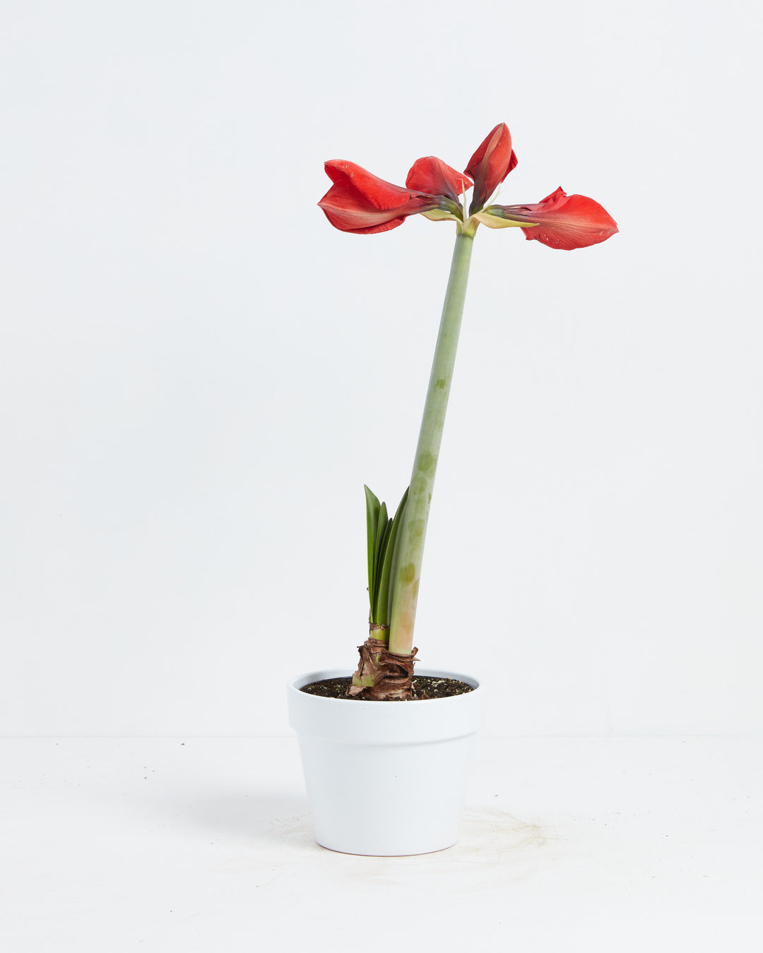 Voluptuous Lion Red Rare Premium Amaryllis, Lively Root, Plant, , , , 