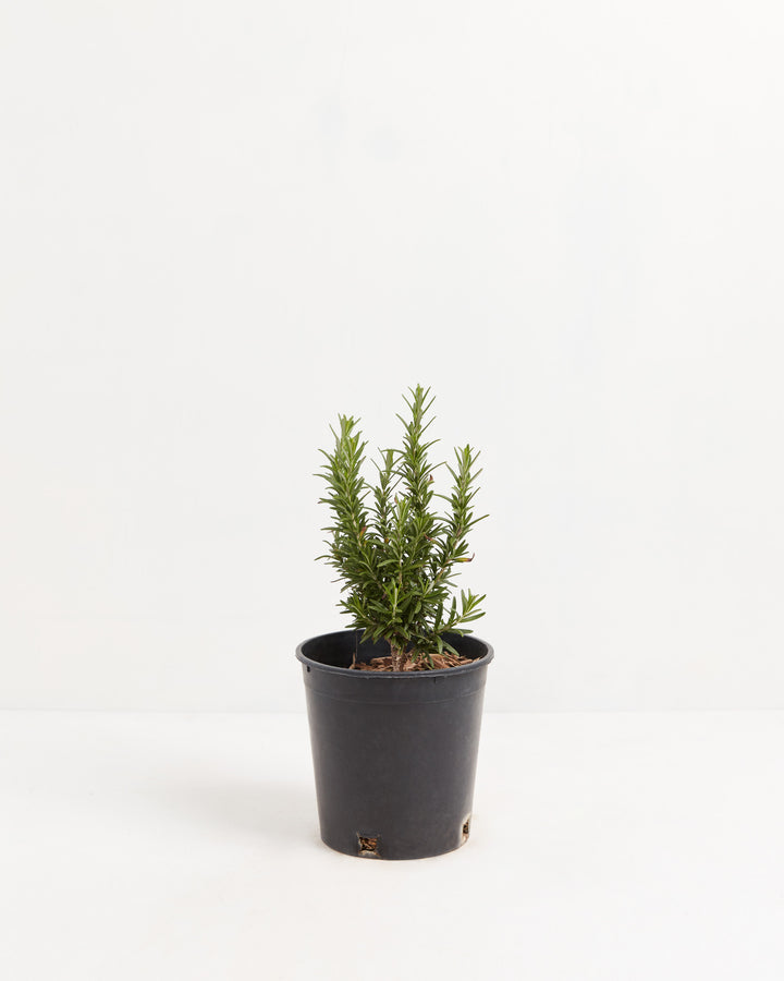 Tuscan Blue Rosemary, Lively Root, Plant, , , , 