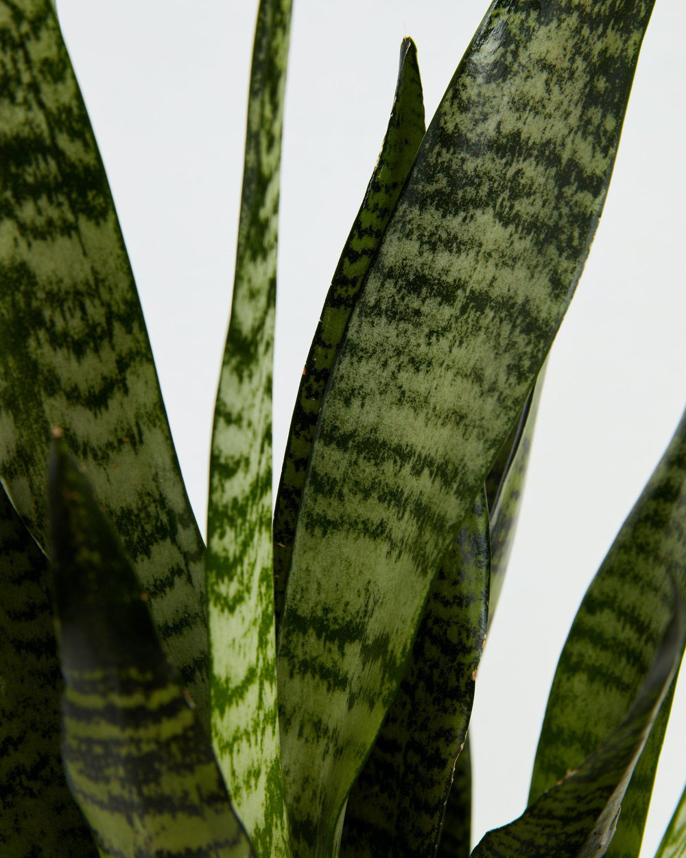 Sansevieria Zeylanica Snake Plant featuring a close-up view of its tall, sword-shaped leaves with distinct dark green and light green horizontal patterned variegation, without a pot visible, set against a clean white background.