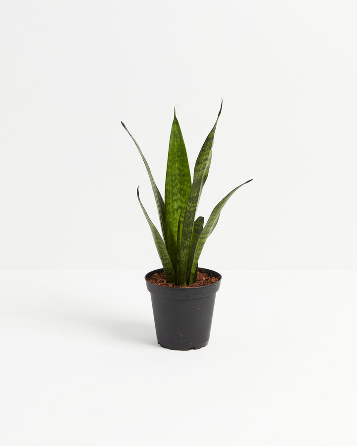 Sansevieria Laurentii Snake Plant featuring a young cluster of upright, sword-shaped green leaves with subtle horizontal mottling, housed in a plain black plastic grower pot, centered against a clean white background.