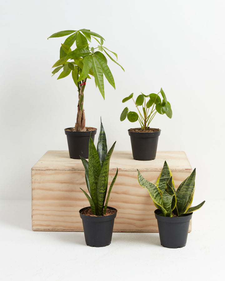 Snakes and Money Plant Collection featuring four black grower pots arranged on a wooden crate display — braided trunk Money Tree, Pilea Peperomioides, Sansevieria Zeylanica, and variegated yellow-edged Snake Plant — a curated indoor houseplant bundle