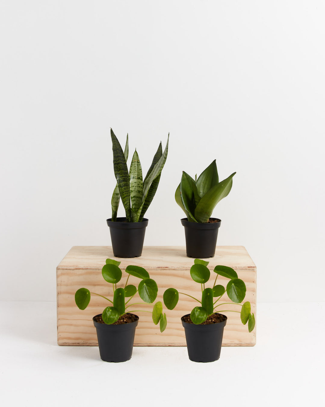 Yin-Yang Plant Bundle featuring healthy Snake Plant and Chinese Money Plant in black grower pots on wooden shelf, ready-to-gift plant pairing set with complementary growth patterns.