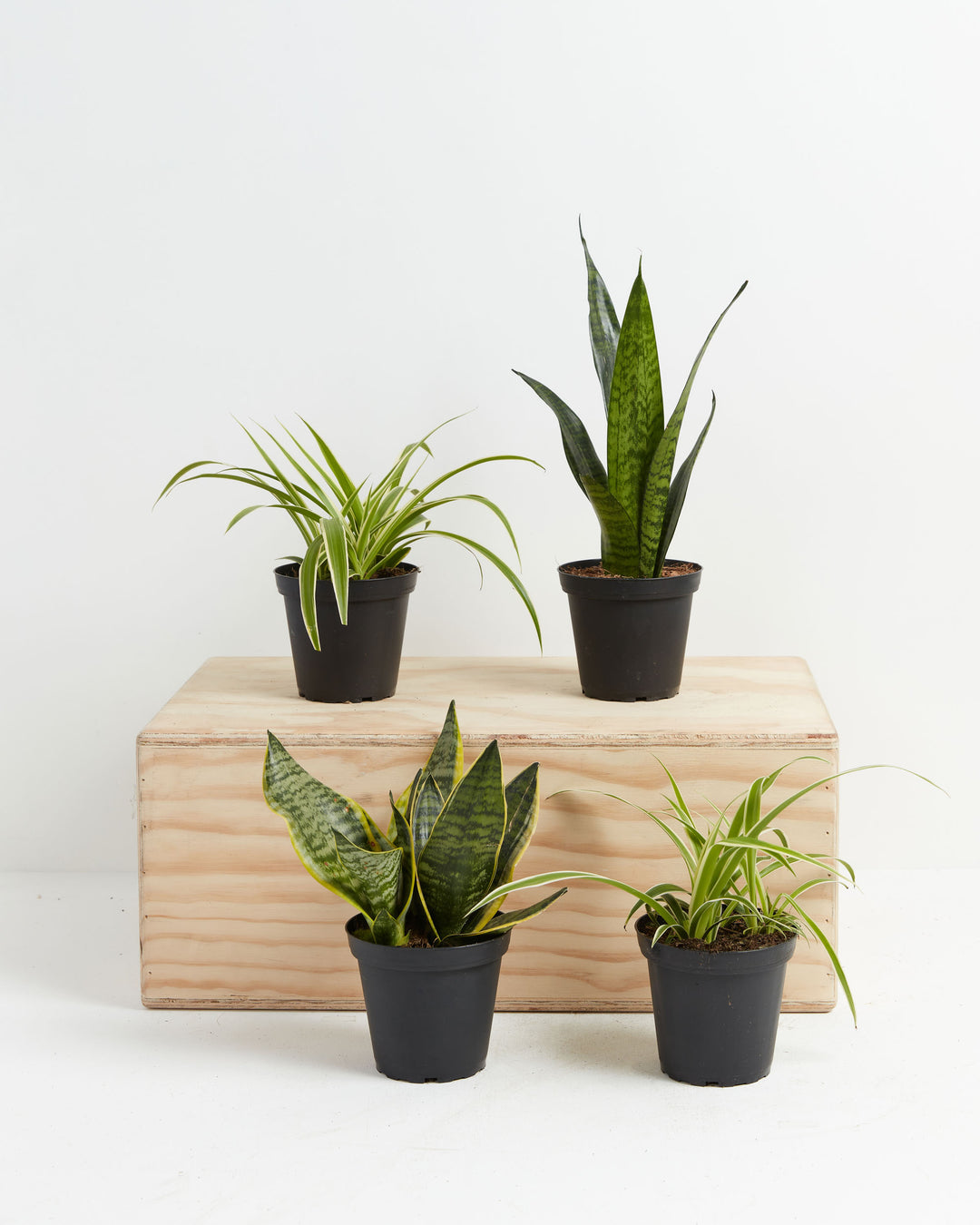 Overcome Your Fears Plant Bundle featuring snake plants and spider plants in black grower pots – beginner-friendly indoor houseplant collection