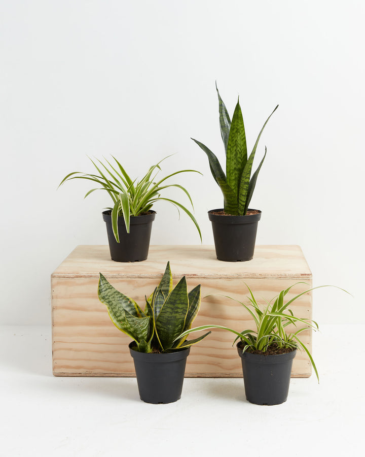 Overcome Your Fears Plant Bundle featuring snake plants and spider plants in black grower pots – beginner-friendly indoor houseplant collection