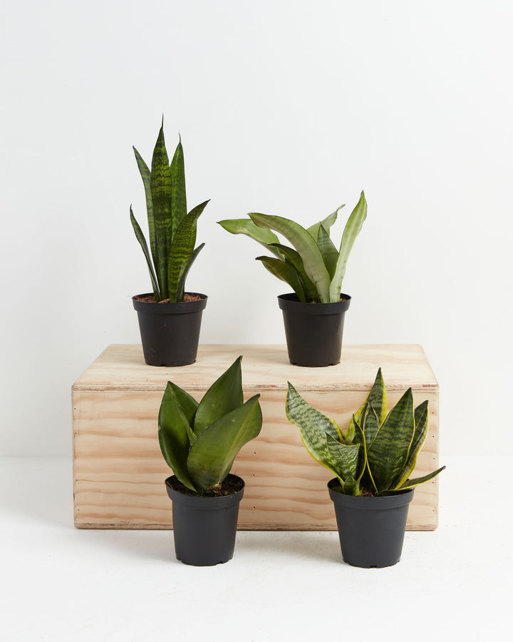Four Snake Plant (Sansevieria) varieties in black grower pots showing different leaf shapes and variegation patterns displayed on a natural wood crate on white background