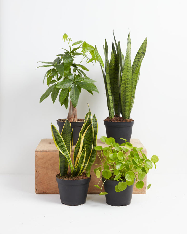 Snakes and Money Plant Collection featuring four black grower pots arranged on a wooden crate display — braided trunk Money Tree, tall Sansevieria Zeylanica, variegated yellow-edged Snake Plant, and Pilea Peperomioides — a curated indoor houseplant bundle