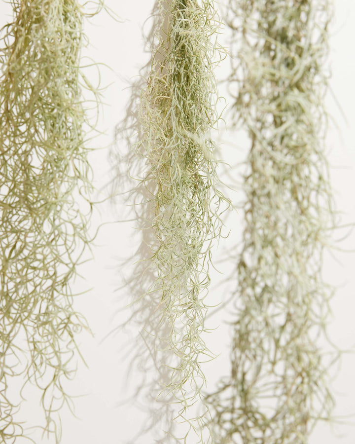 'El Mejor' Spanish Moss Air Plant, Lively Root, Plant, , , , 
