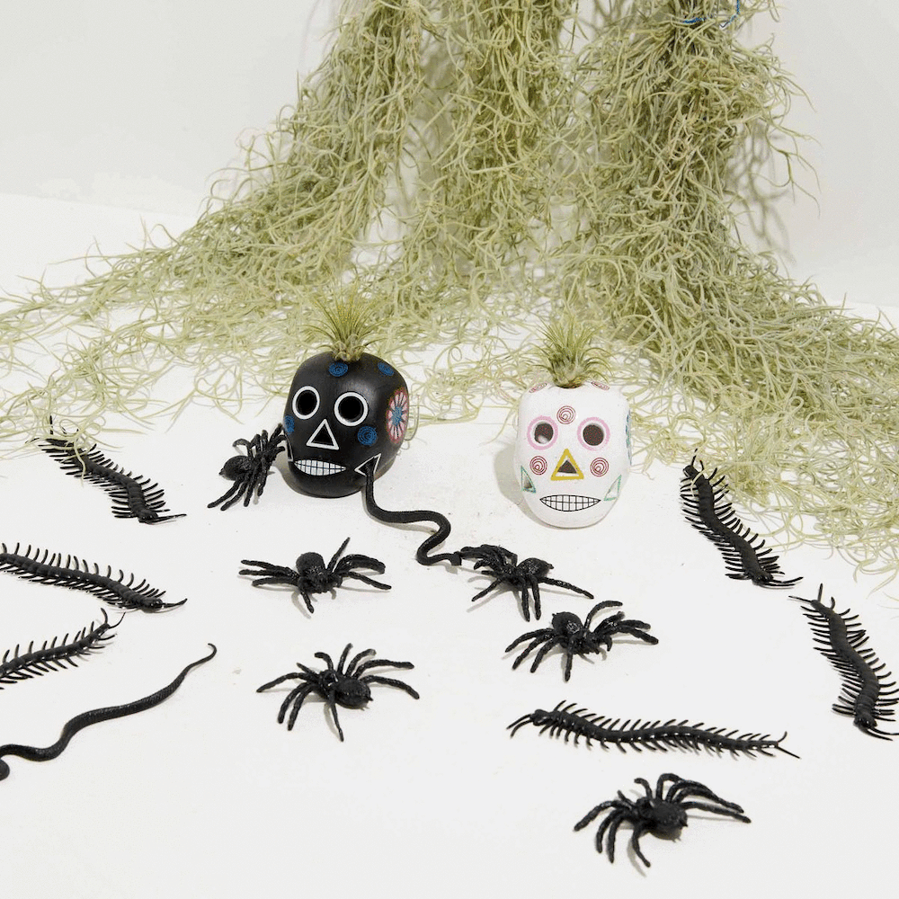 Black Sugar Skull Air Plant, Lively Root, Plant, , , , 