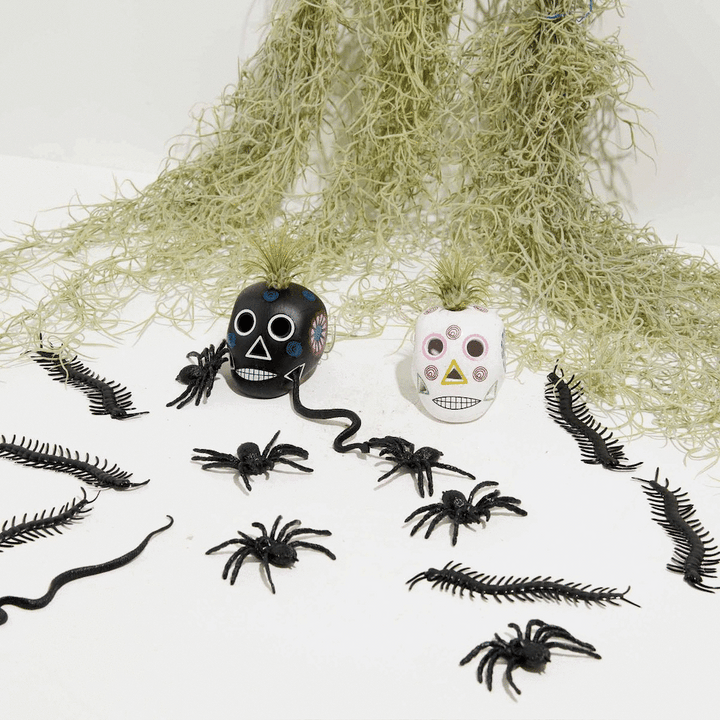 'El Mejor' Spanish Moss Air Plant, Lively Root, Plant, , , , 