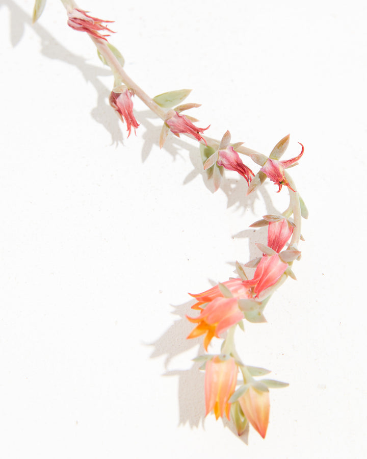 Echeveria Rose Succulent, Lively Root, Plant, , , , 