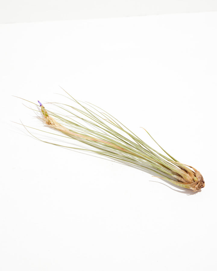 Juncea Air Plant