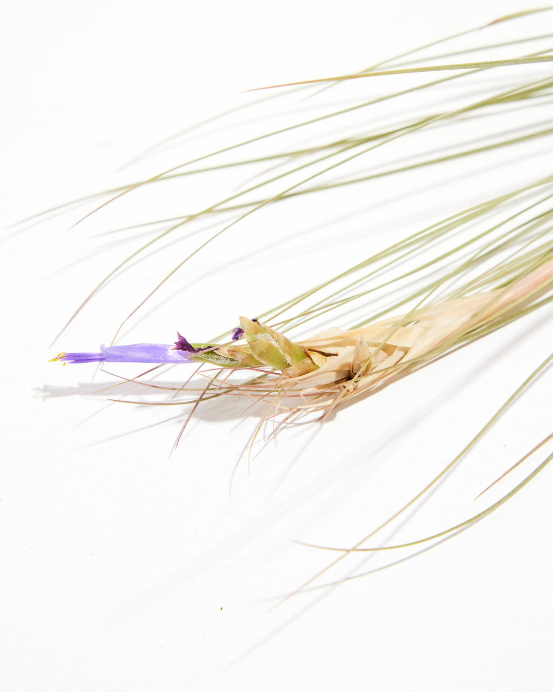 Juncea Air Plant