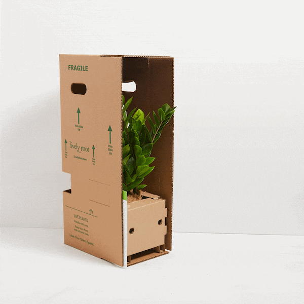 Animated sequence showing a ZZ plant being securely unpacked from a Lively Root cardboard shipping box designed for live plants.