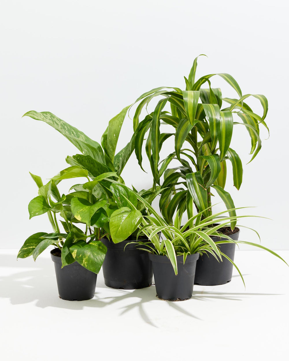 Your Indoor Jungle Delivered