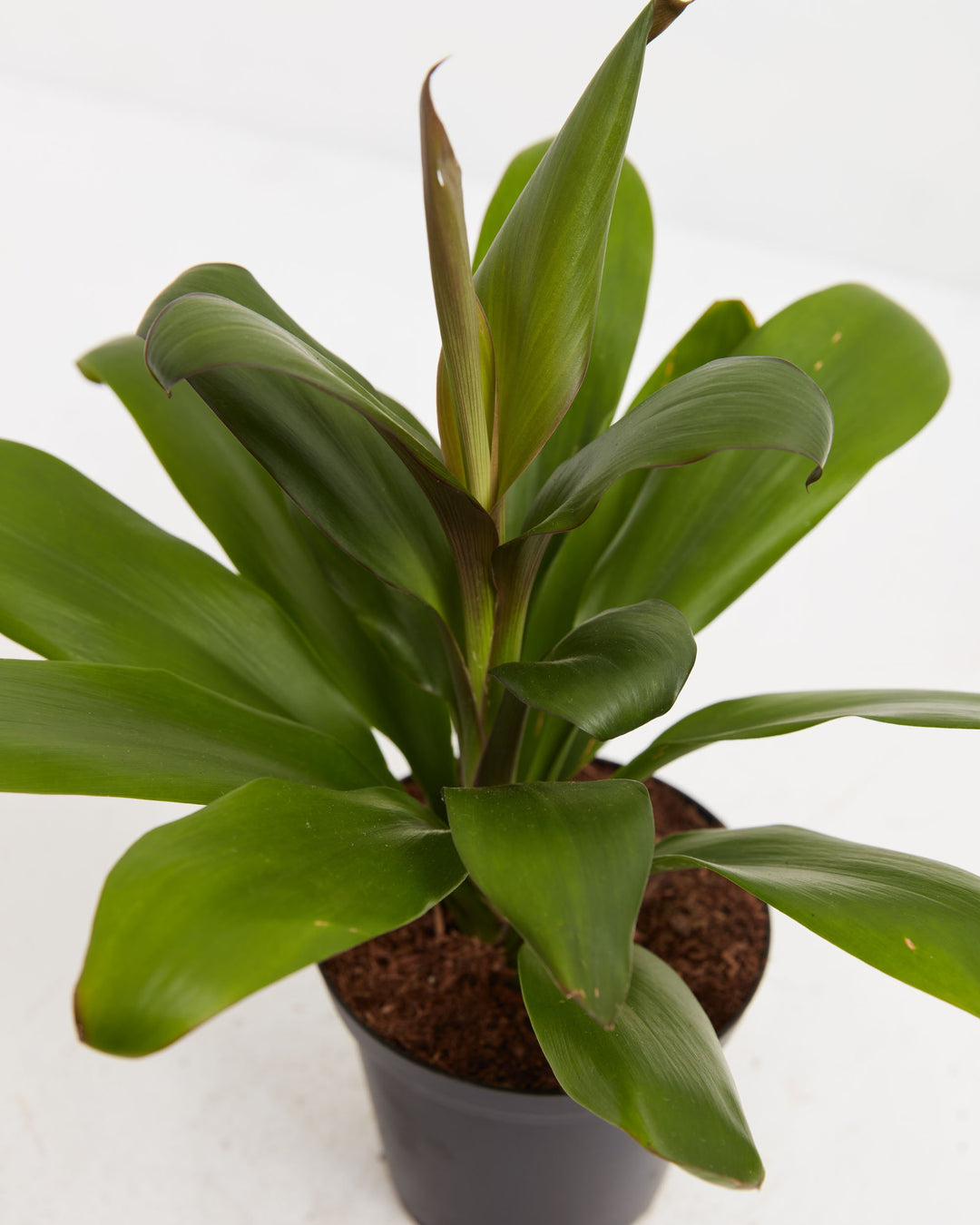 Cordyline Glauca Good Luck Plant, Lively Root, Plant, , , , 