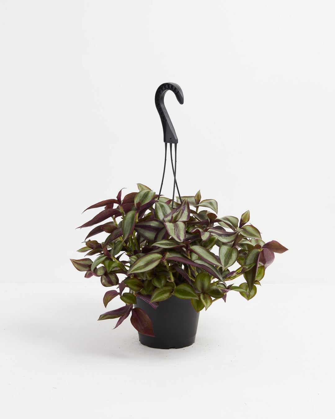 Wanderlust Tradescantia Zebrina, Lively Root, Plant, Size, Medium, , 