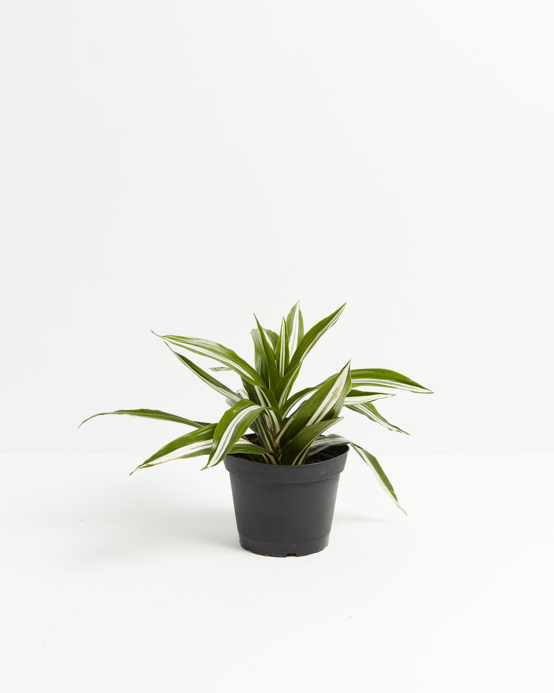 Mature White Striped Dragon Tree specimen displaying upright, leafy crown with numerous arching green-and-cream striped fronds; air-purifying low-light tolerant houseplant.