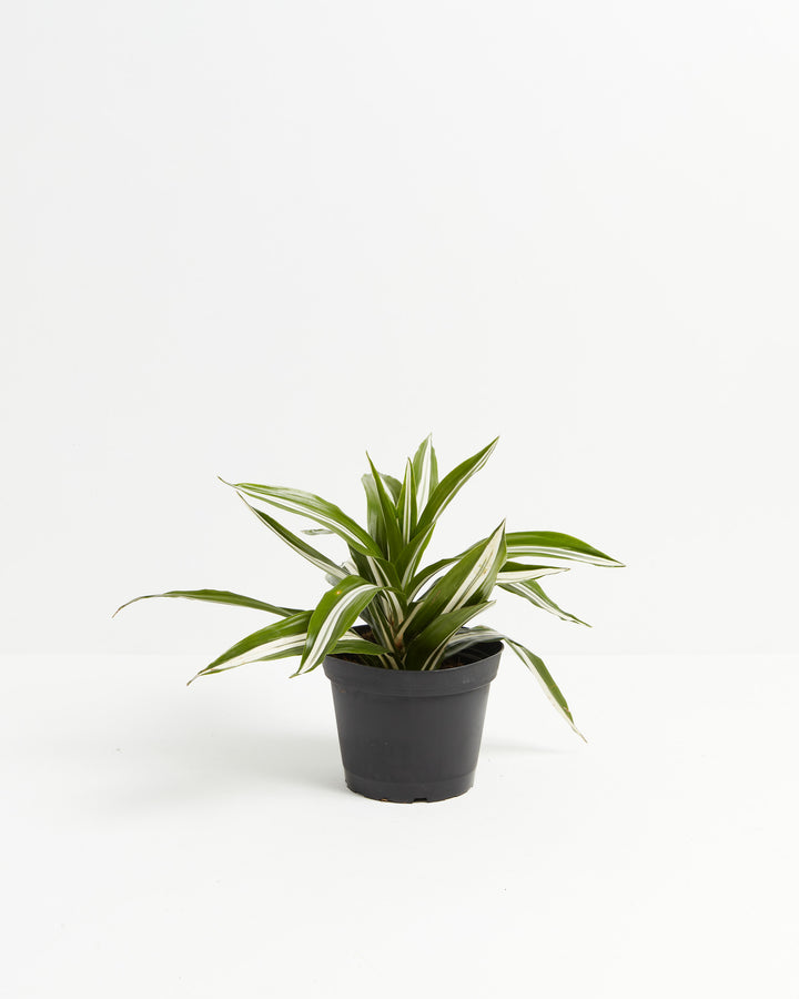 Mature White Striped Dragon Tree specimen displaying upright, leafy crown with numerous arching green-and-cream striped fronds; air-purifying low-light tolerant houseplant.