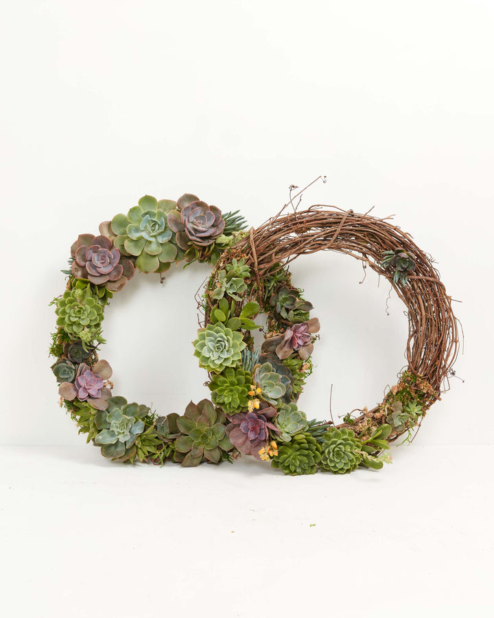 18" Fresh Live Succulent Wreath: Partially Covered, Lively Root, Plant, , , , 