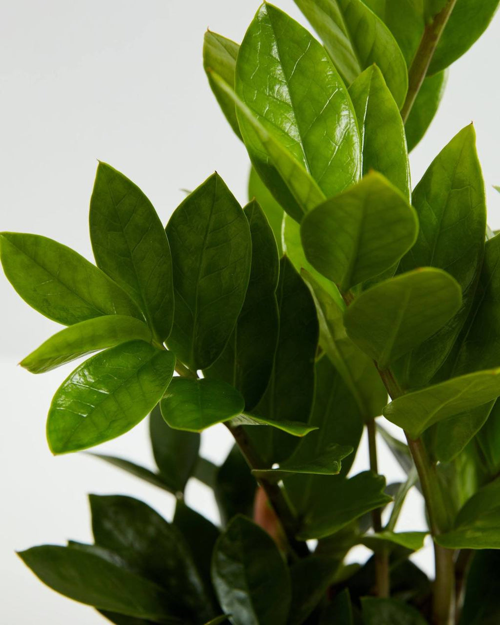ZZ Plant (Zamioculcas zamiifolia) close-up detail of glossy oval deep green leaves with visible veining densely arranged on upright reddish-brown stems on a white background