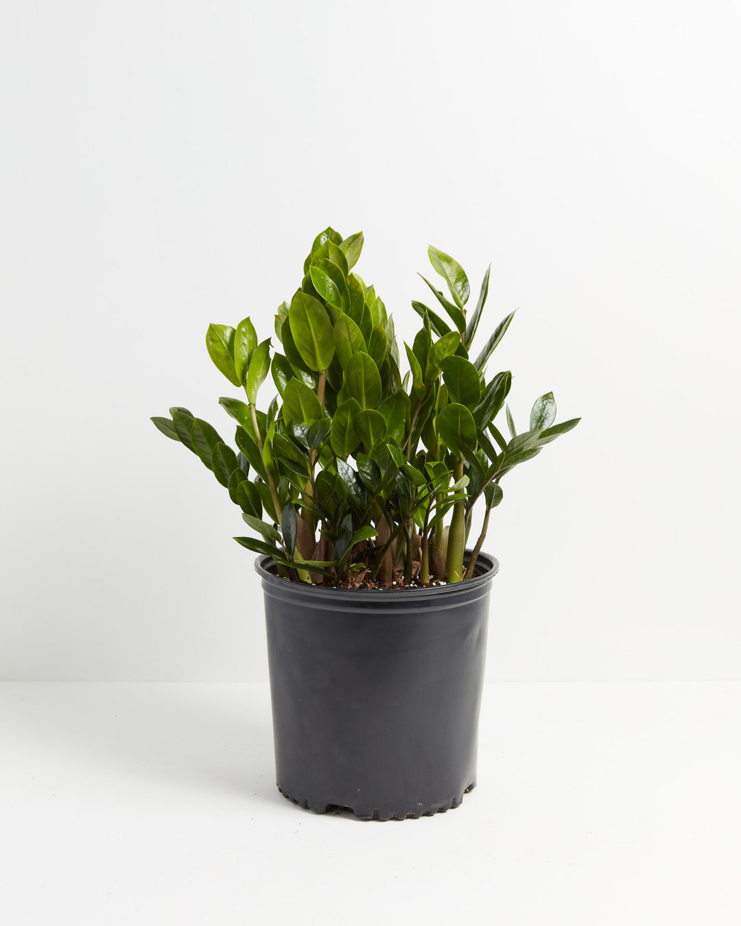 A close-up image of a potted ZZ Plant with vibrant green leaves.