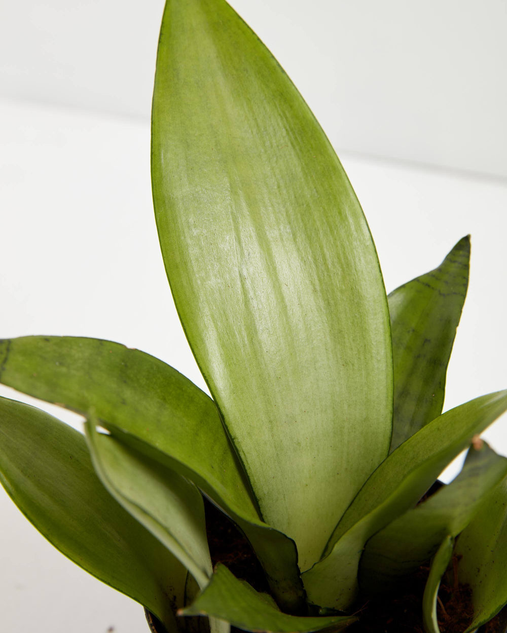 Close-up of Sansevieria Moonshine Snake Plant broad silvery-green leaves showing smooth texture and pale midrib detail