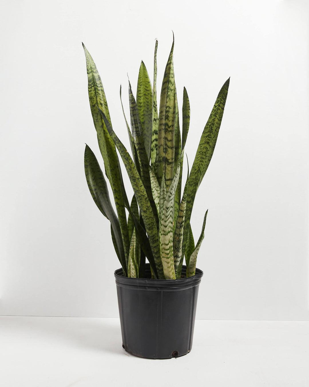 Sansevieria Zeylanica Snake Plant featuring a tall, dense arrangement of upright, sword-shaped green leaves with distinct dark green and light green horizontal mottling, housed in a plain black plastic grower pot, centered against a clean white background.