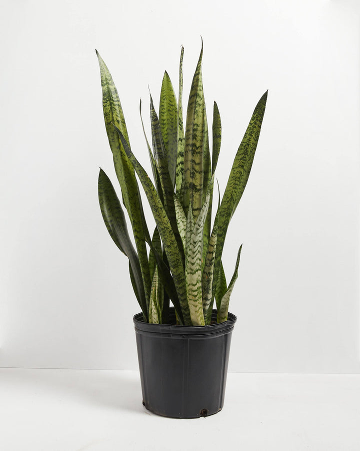 Sansevieria Zeylanica Snake Plant featuring a tall, dense arrangement of upright, sword-shaped green leaves with distinct dark green and light green horizontal mottling, housed in a plain black plastic grower pot, centered against a clean white background.