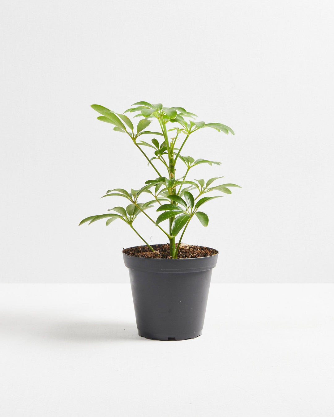 Mini Schefflera Umbrella Tree, Lively Root, Plant, Size, Small, , 