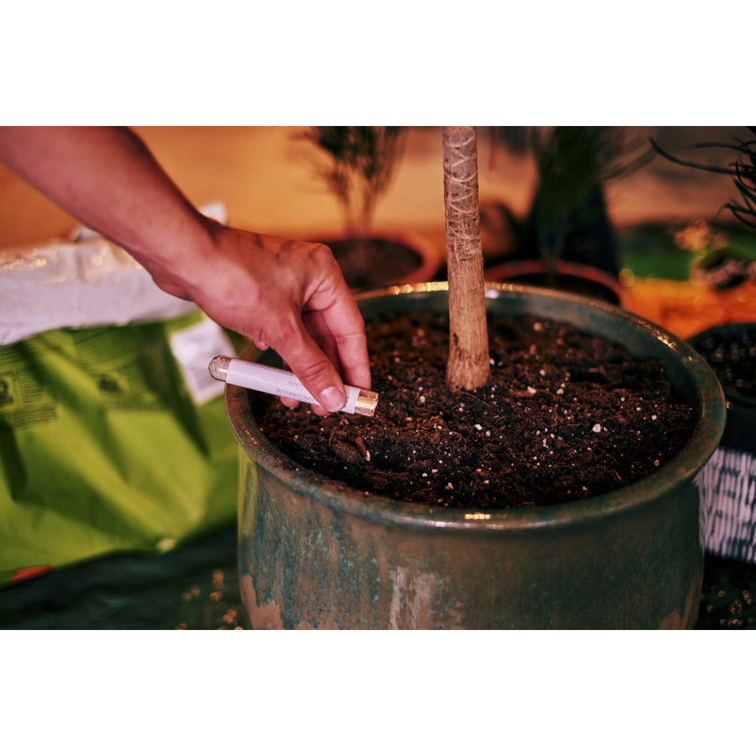 Hand applying House Plant Invigorator mycorrhizae beneficial fungi into potted houseplant soil showing how to use organic root supplement for improved plant growth