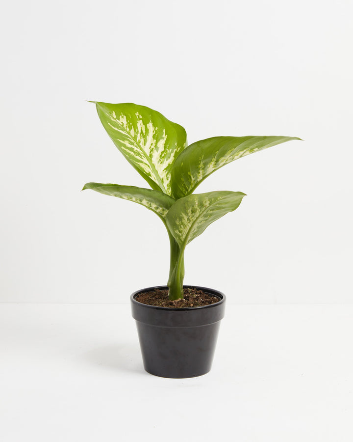 Dieffenbachia Tropic Snow, Lively Root, Plant, Size, Medium, , 