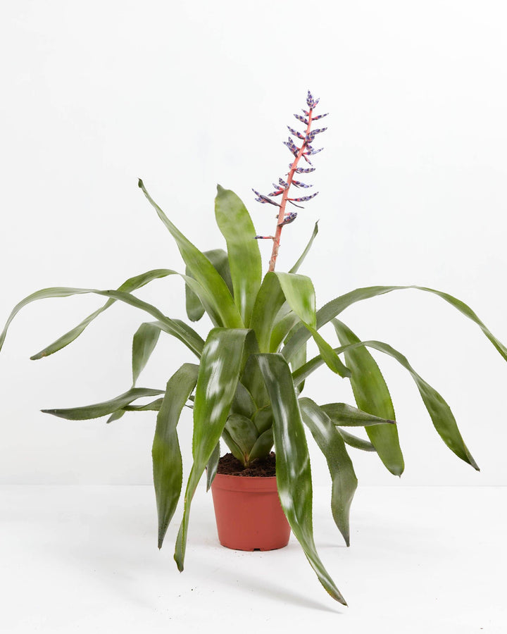 Aechmea Bromeliad, Lively Root, Plant, Size, Medium, , 
