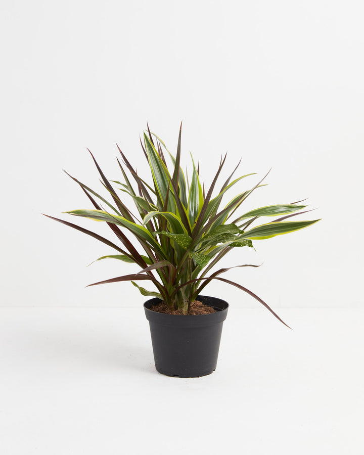 Black Leaf Dragon Tree Collection (Dracaena), Lively Root, Plant, Size, Medium, , 