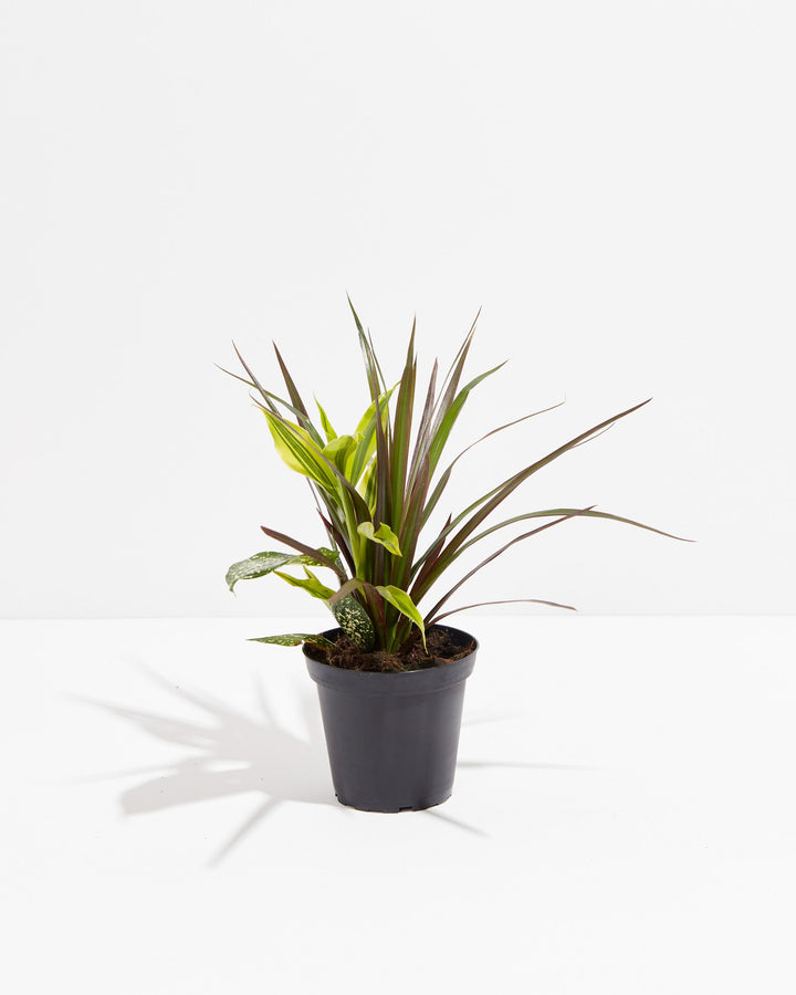 Black Leaf Dragon Tree Collection (Dracaena), Lively Root, Plant, Size, Small, , 