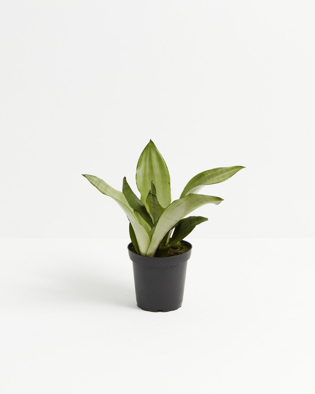 Small 4-inch Sansevieria Moonshine Snake Plant with spreading pale silver-green leaves in black grower pot on white background