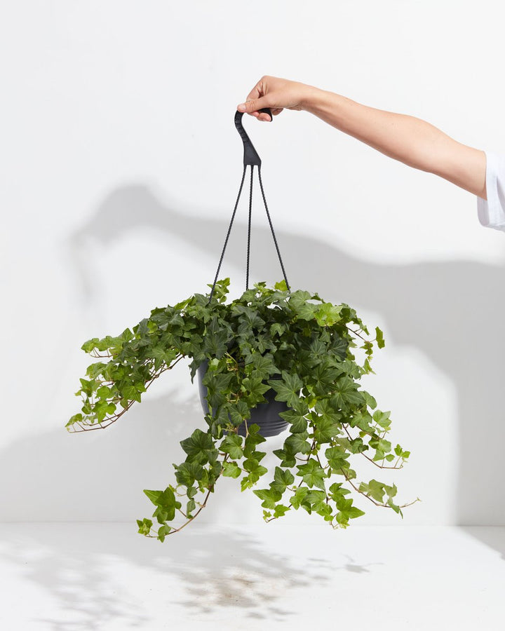 A hand holding a lush English Ivy (Hedera helix) in a black hanging grower pot, showcasing its trailing vines and classic lobed green leaves against a white background.