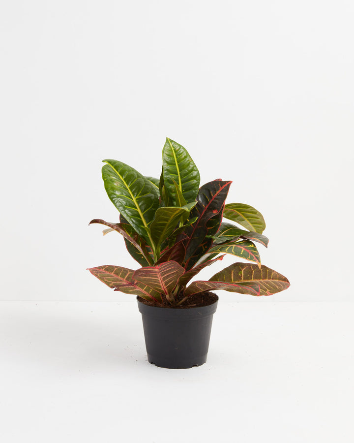 Petra Croton in a 6-inch black grower pot with glossy green upper leaves and vibrant red and yellow variegated lower foliage against a white background