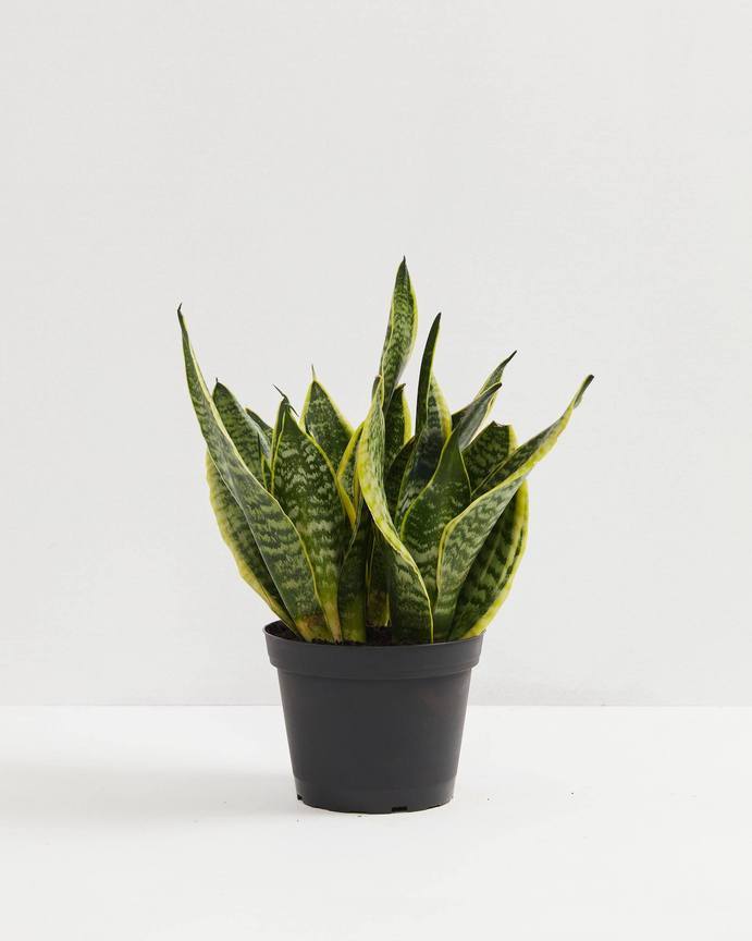 Sansevieria Futura Superba in a black plastic grower pot showing its broad mottled green leaves
