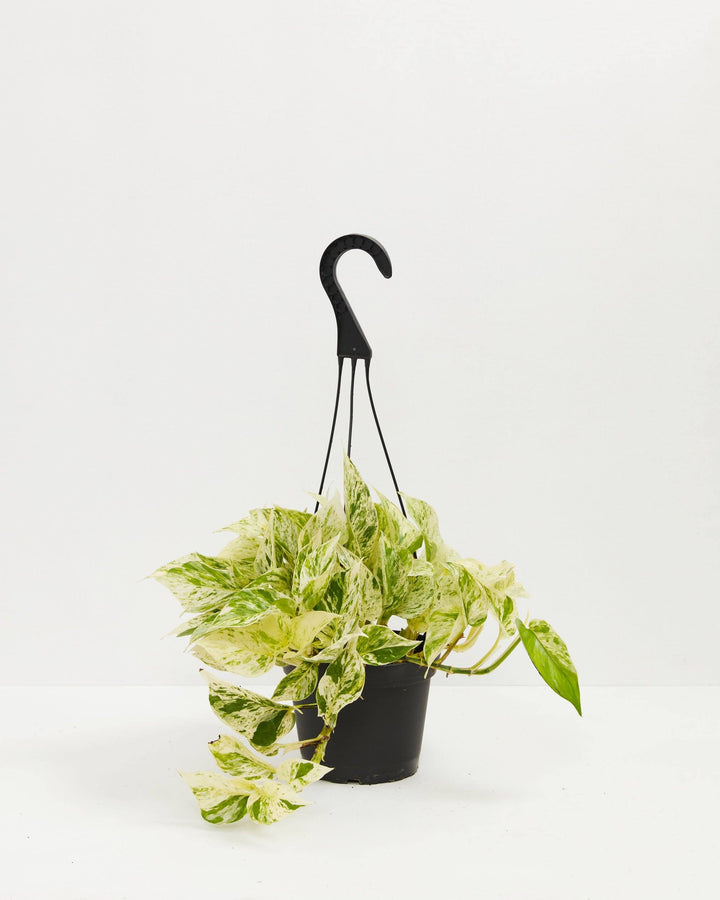 6-inch Marble Queen Pothos (Epipremnum aureum) hanging basket with trailing white and green variegated vines in a black grower pot on white background