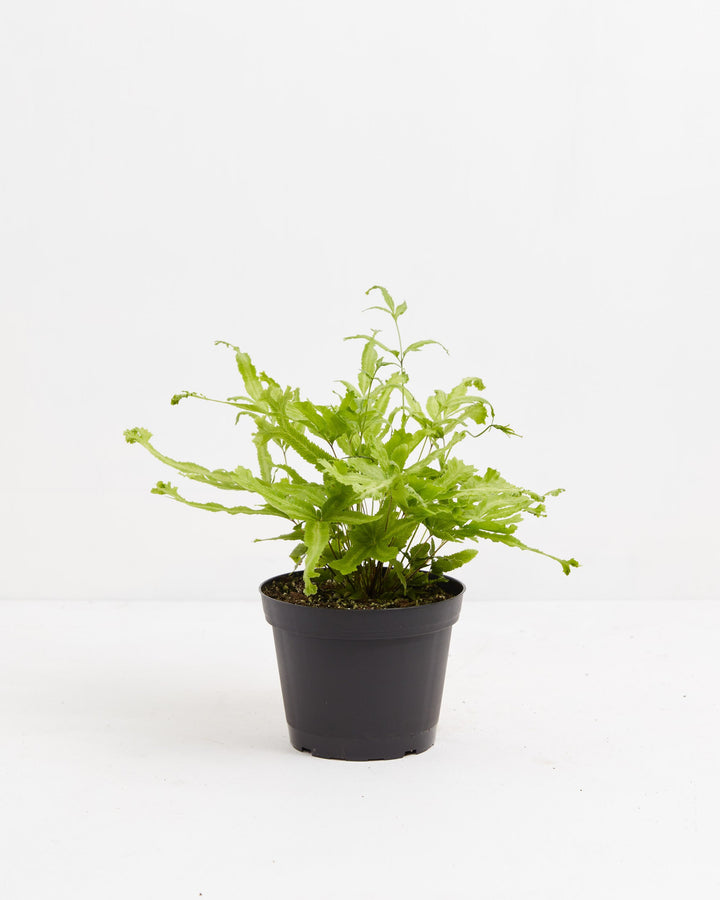 Moonlight Fern, Lively Root, Plant, Size, Medium, , 