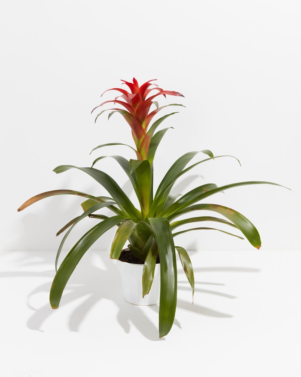 Vibrant Bromeliad with a striking red flower spike in a white grower pot against a white background.