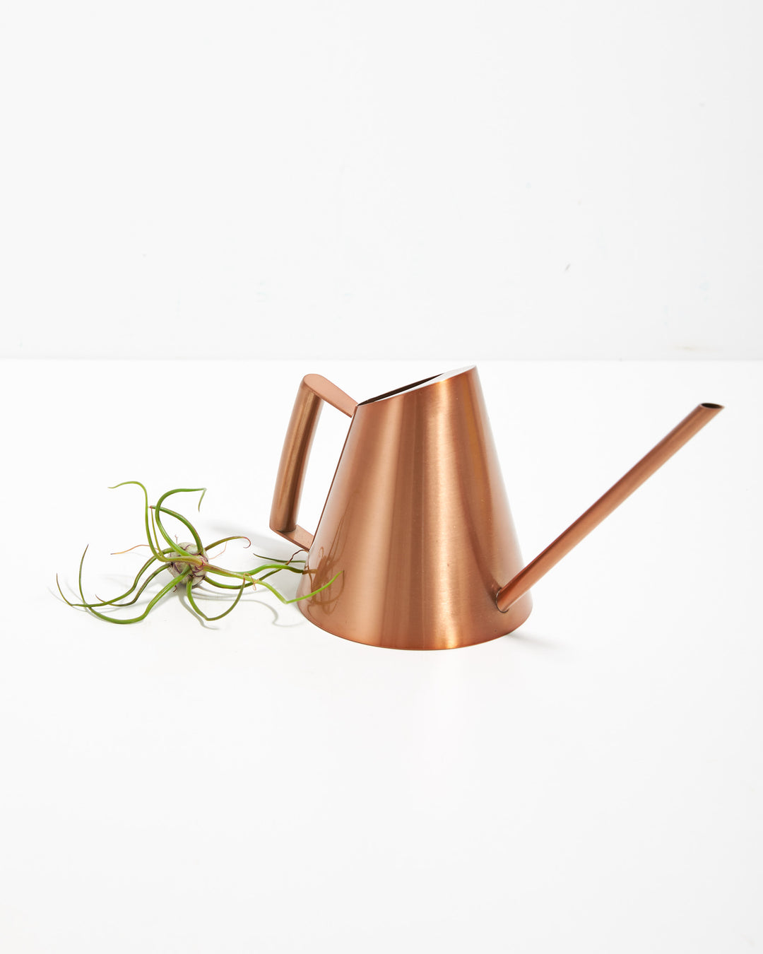 Tillandsia Bulbosa (Air Plant)