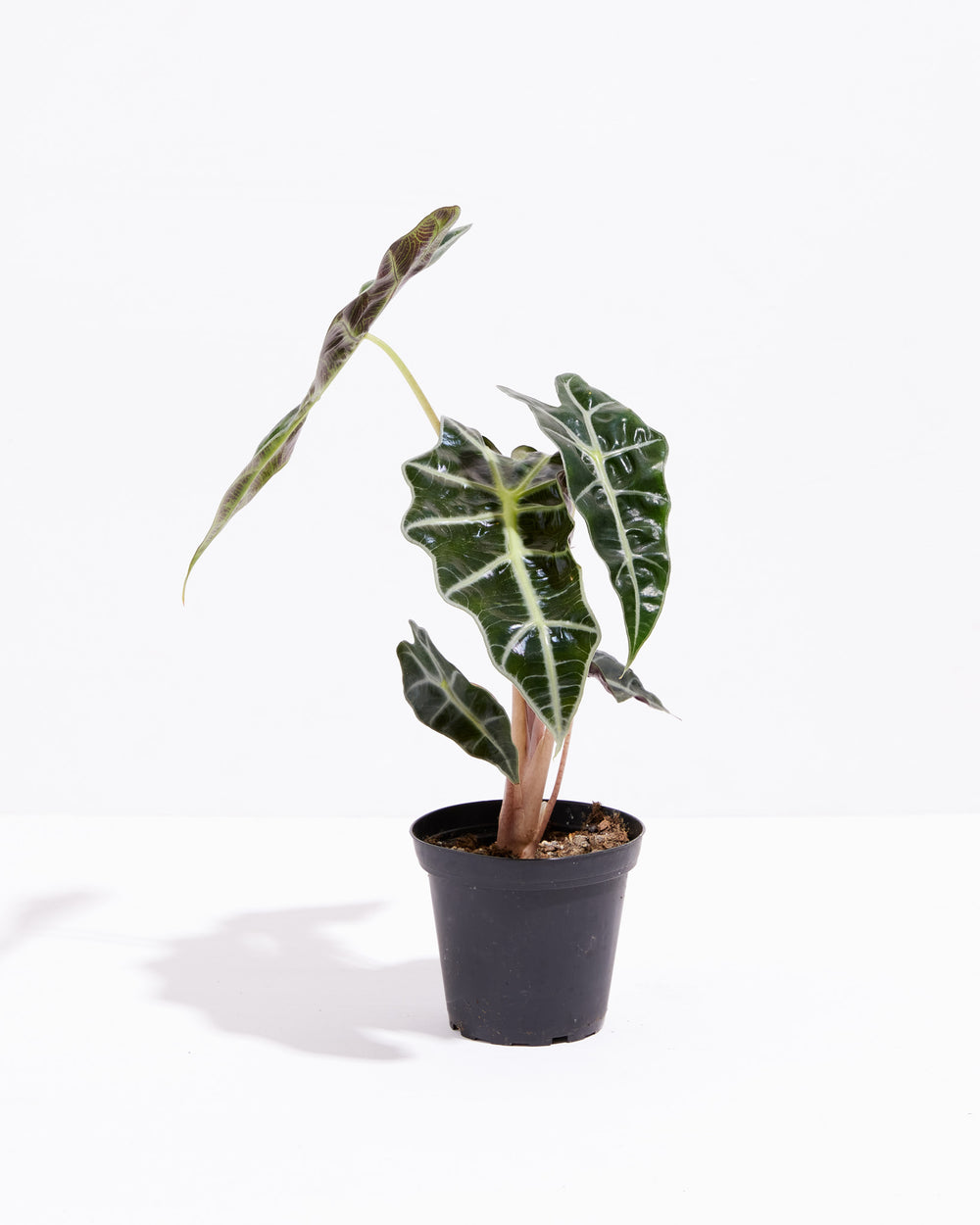 Alocasia Bambino, Lively Root, Plant, Size, Small, , 