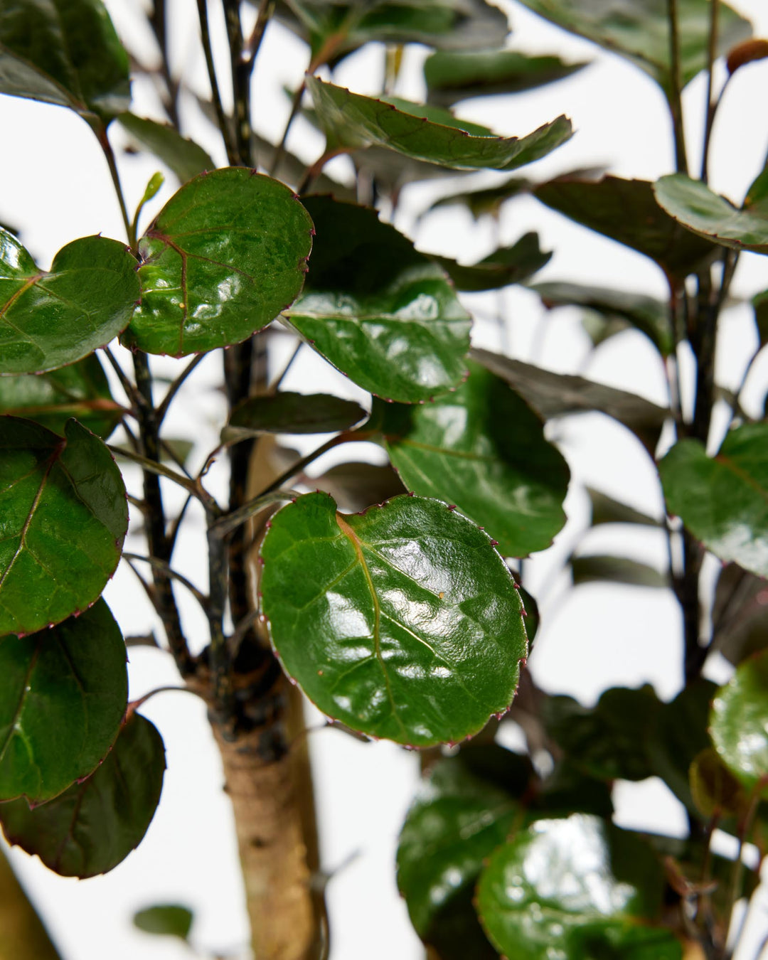 Close-up of Aralia Fabian Stump foliage showing round glossy dark green leaves with reddish stems and woody branches on a white background