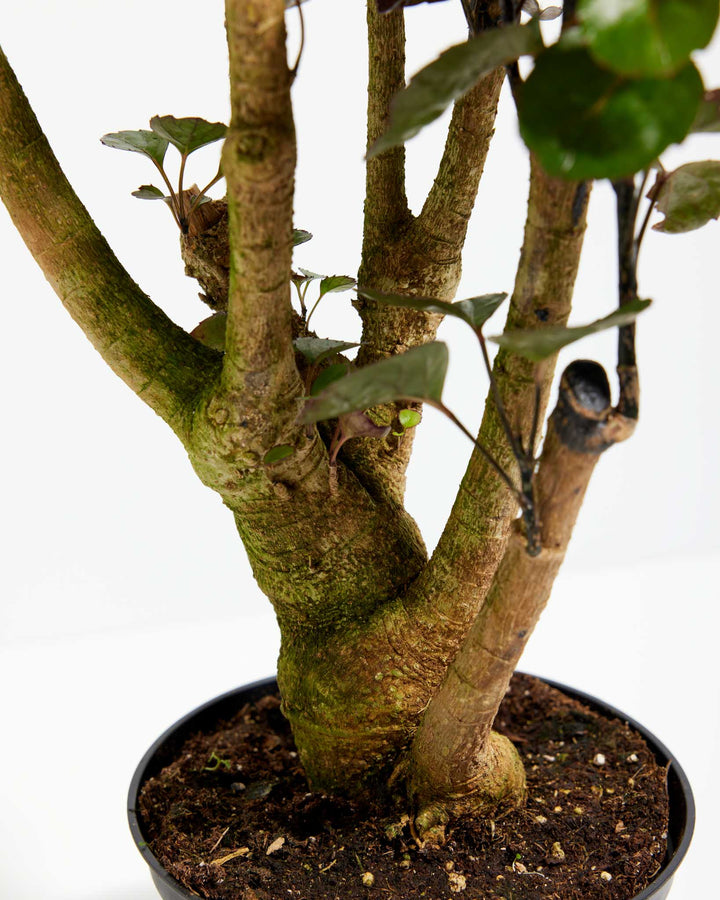 Close-up of Aralia Fabian Stump base showing the thick textured multi-trunk stump with branching trunks in a black grower pot on a white background