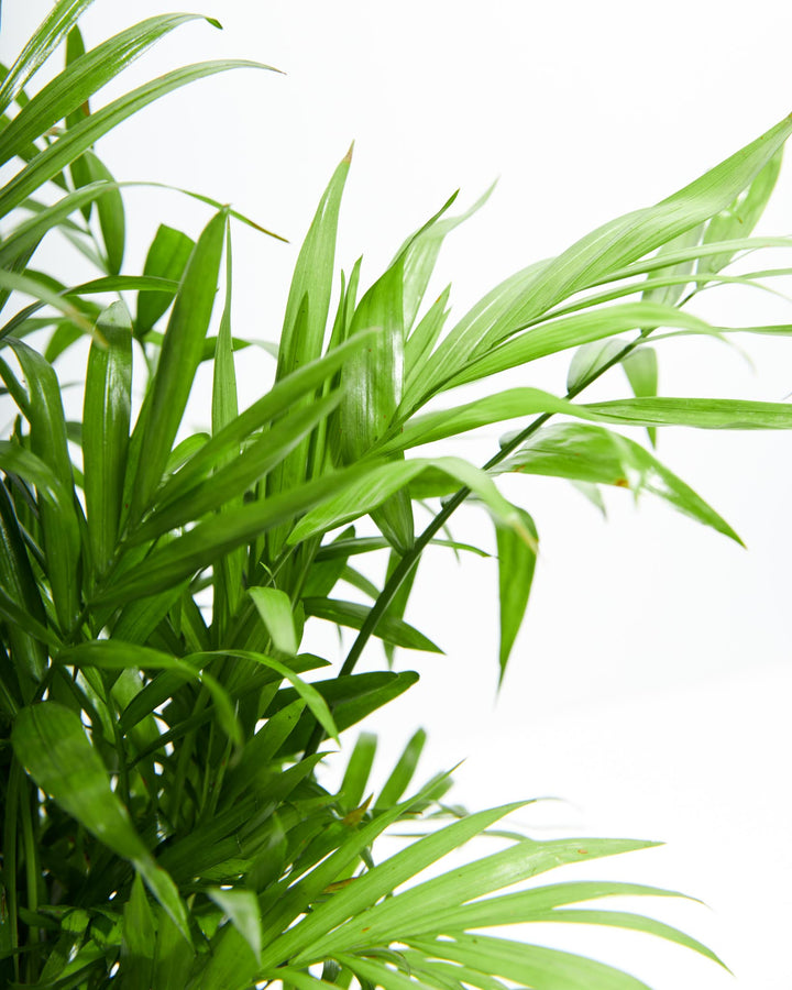 A close-up studio shot detailing the thin green stalks, potting soil, and delicate lower fronds of a Neanthe Bella Palm houseplant in a black plastic grower pot against a white background.
